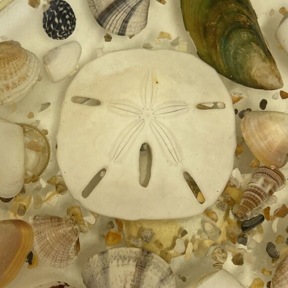 Vintage Florida Round Resin Seashell Trivet W/Legend Of The Sand Dollar - Picture 2 of 5